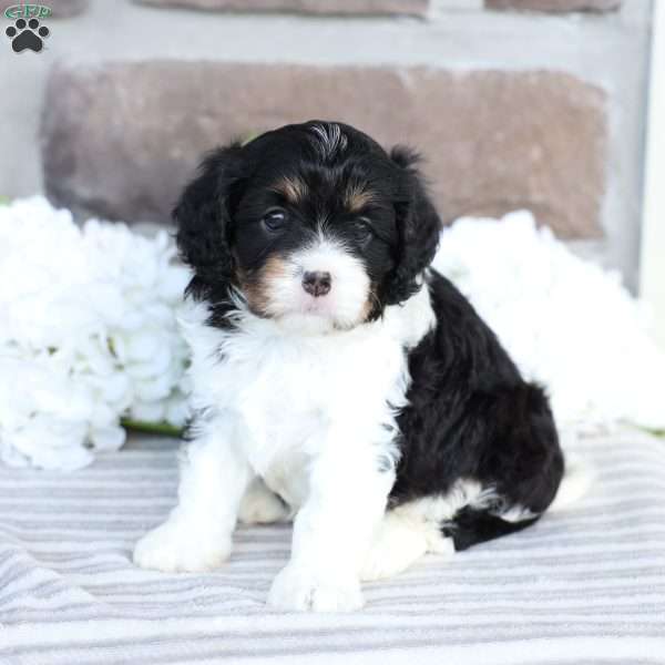 Carlee, Cavapoo Puppy